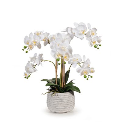 real touch white Phalaenopsis Orchid