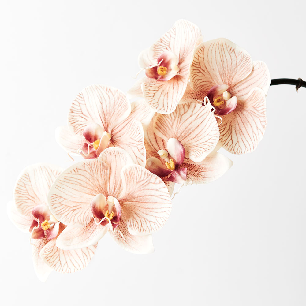Orchid Phalaenopsis Mocha | Stem | Secret Blooms
