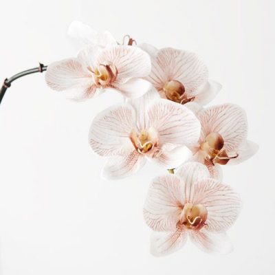 real-touch-faux-phalaenopsis-stem
