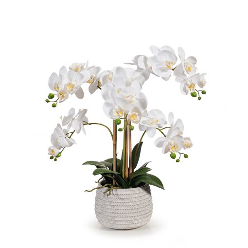 white-phalaenopsis-orchid-arrangement