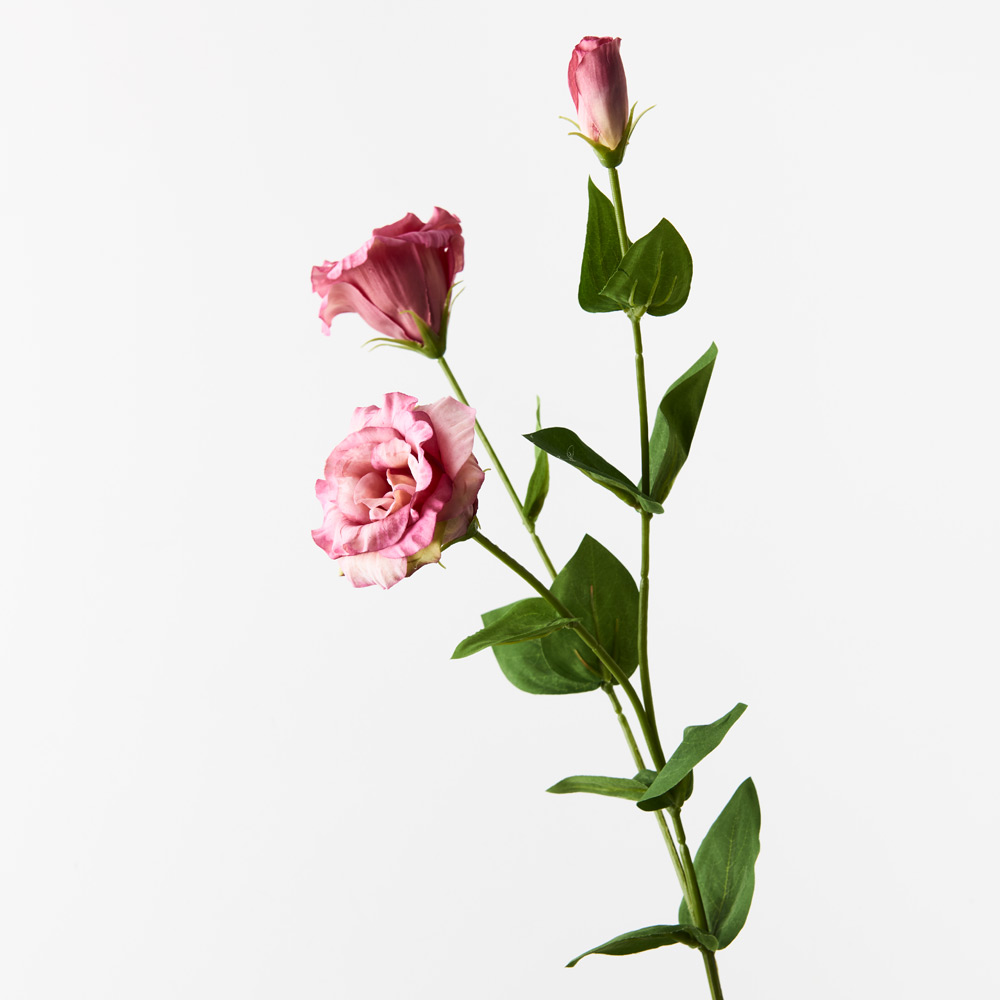 Lisianthus Pink Mauve | Stem | Secret Blooms