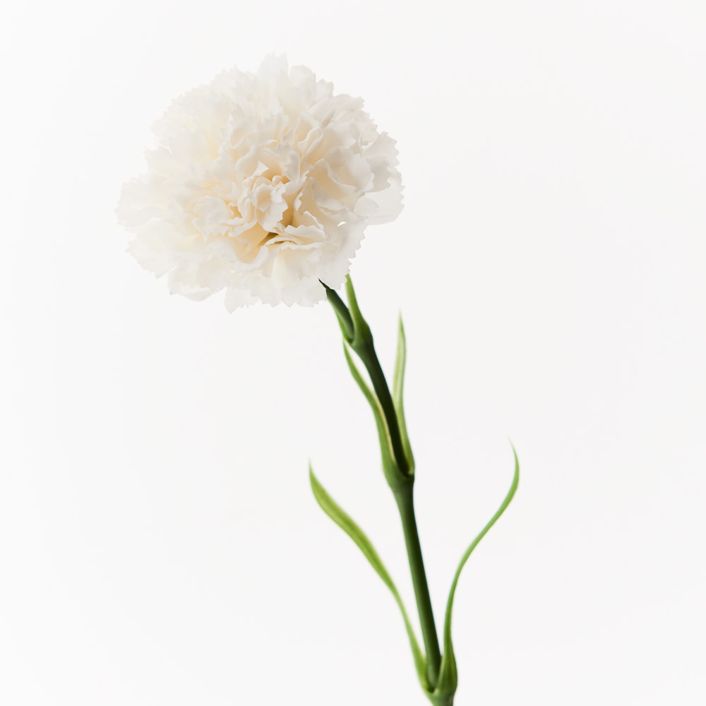 Carnation White | Stem | Secret Blooms