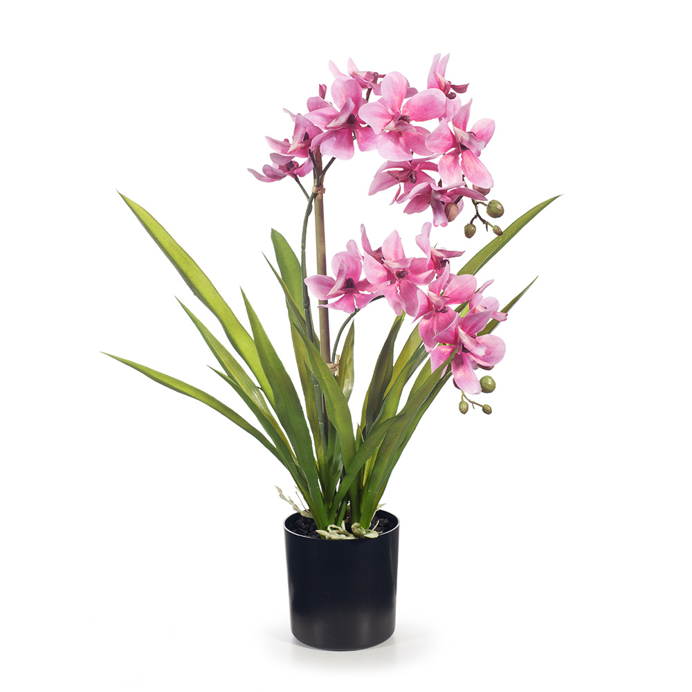 orchid-flower-gifts