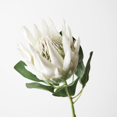 artificial-real-touch-king-protea