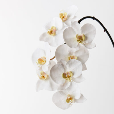 real-touch-white-orchid-stem