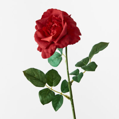 long-stem-red-rose-stem