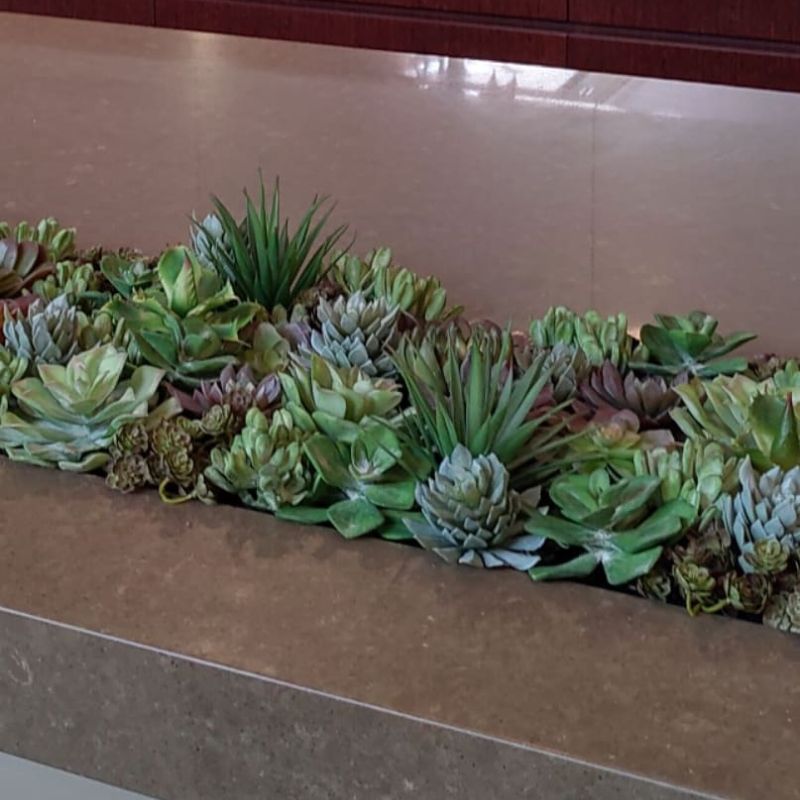 succulent-tray-arrangement