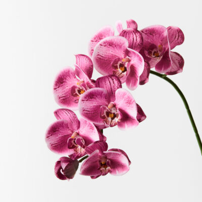 faux-phalaenopsis-orchid-stem-pink