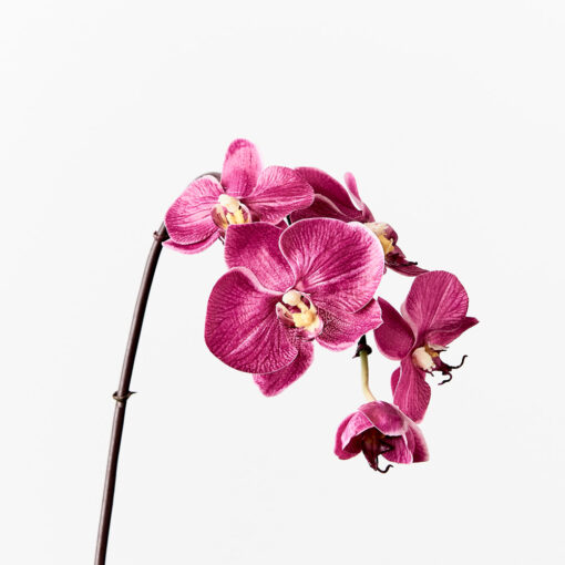 faux-fuschia-pink-orchid-flower-stem