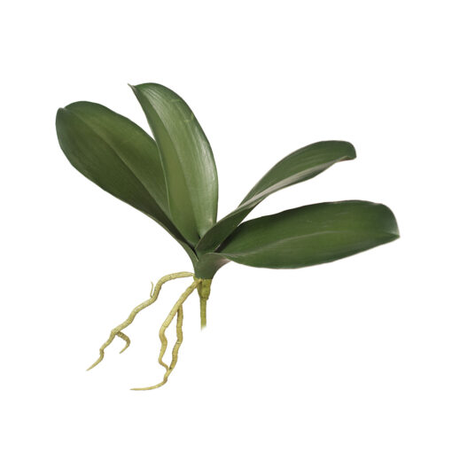 artificial-orchid-leaf-roots