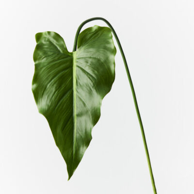 calla-lily-leaf-stem-artificial-greenery