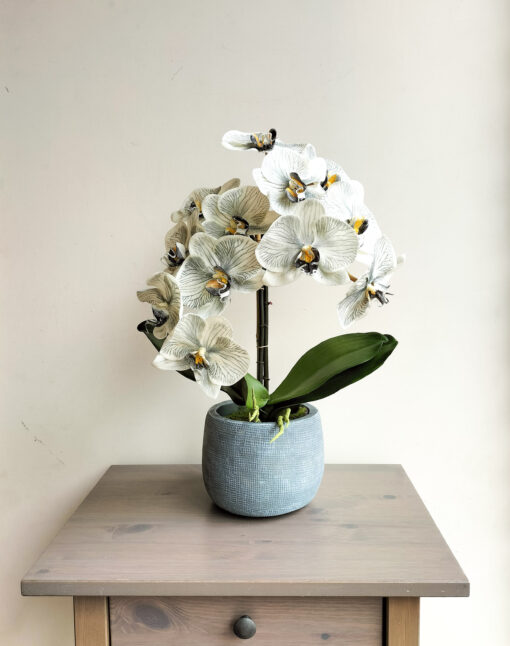 grey-orchid-flower-design