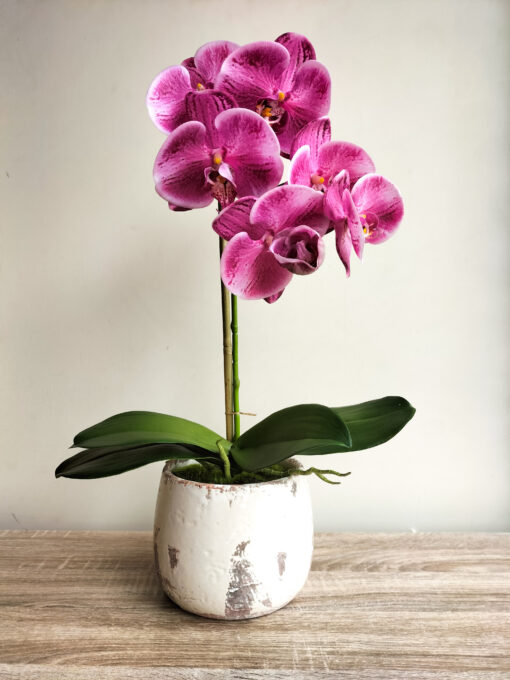 pink-orchid-cream-white-pot