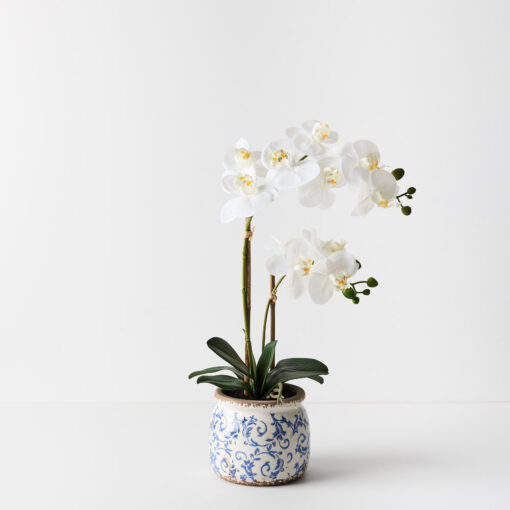 phalaenopsis-orchid-white-hamptons