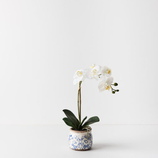 white-orchid-blue-white-hamptons-pot