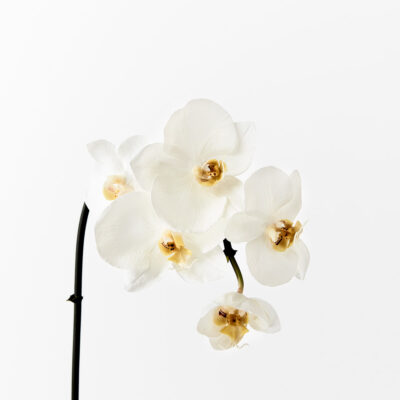 artificial-white-orchid-phalaenopsis-stem