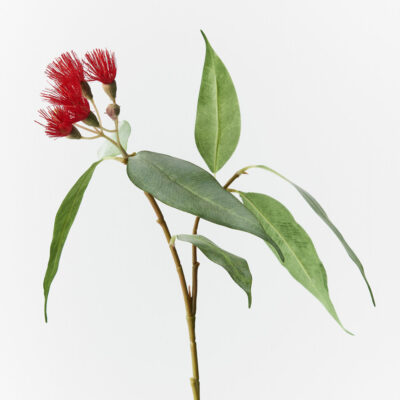 eucalyptus-flowering-red-stem